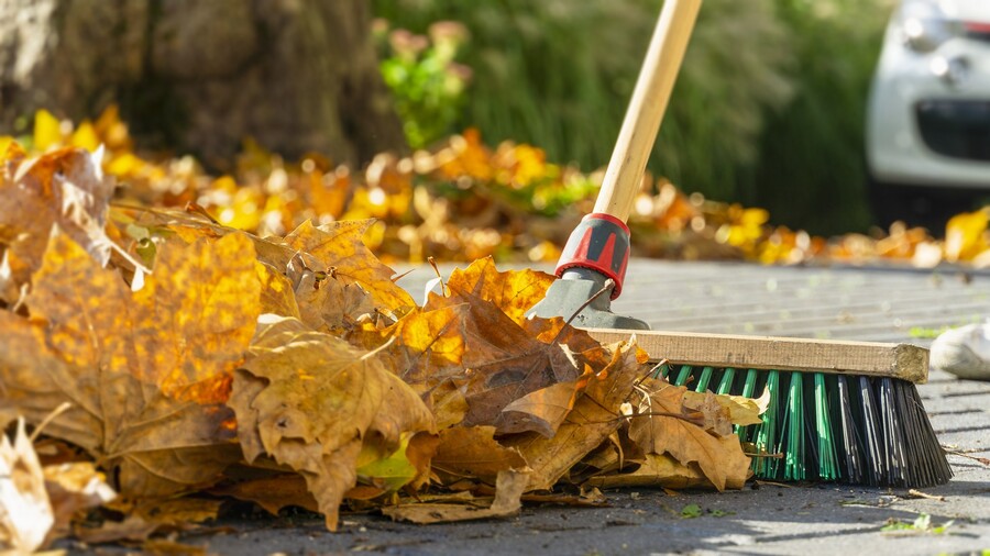 Leaf removal by LD Lifestyles LLC.