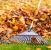 The Meadows Fall Clean Up by LD Lifestyles LLC