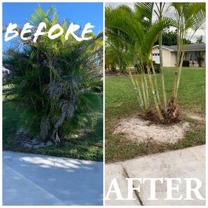 Before & After Pruning of Trees & Palms (2)