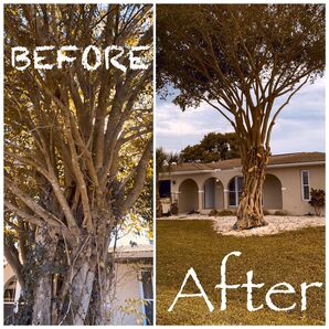 Before & After Pruning of Trees & Palms (1)