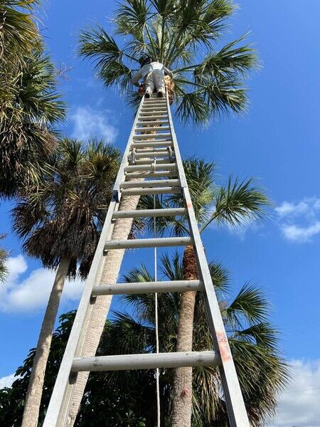Trimming Tall Palms in Port Charlotte, FL (1)